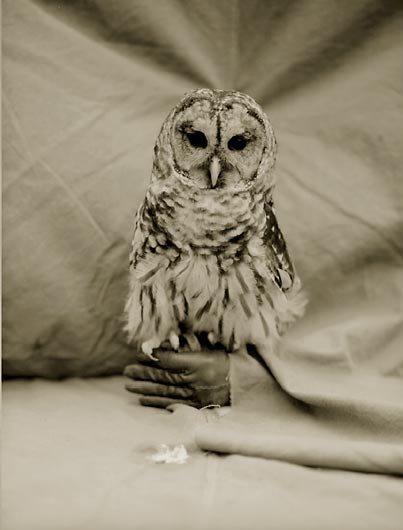 Barbed Owl, ©Victor Schrager