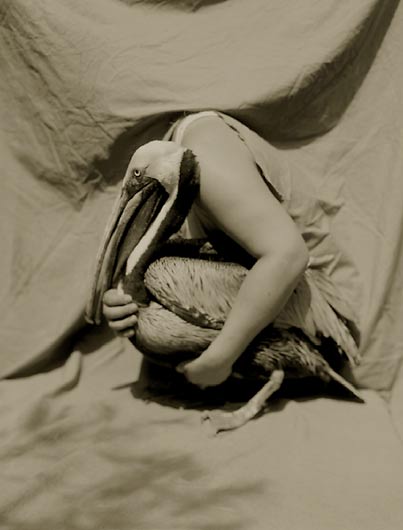 Brown Pelican, ©Victor Schrager