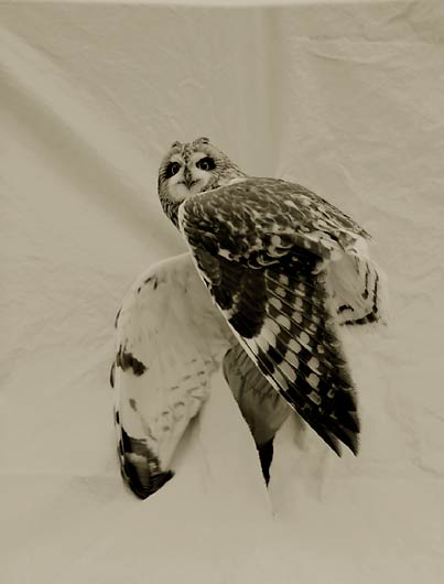 Short-Eared Owl, ©Victor Schrager