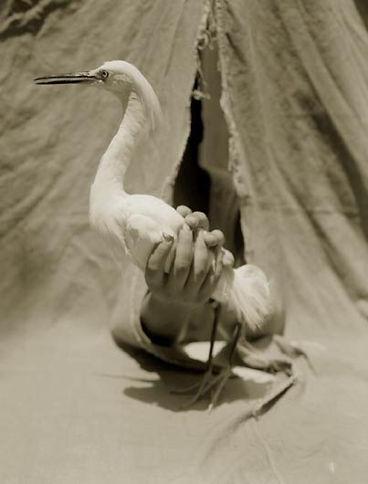 Snowy Egret, ©Victor Schrager