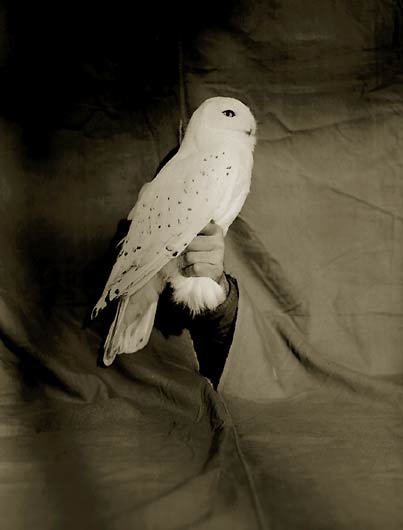 Snowy Owl, ©Victor Schrager