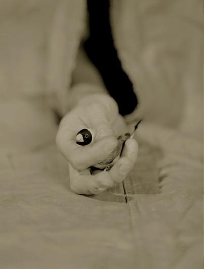 Zebra Finch, ©Victor Schrager