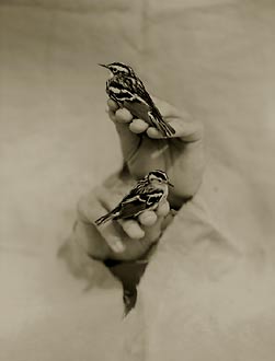 Black-and-White Marblers, ©Victor Schrager