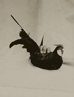 Black Rosecomb Chicken, ©Victor Schrager