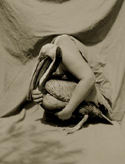 Brown Pelican, ©Victor Schrager
