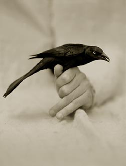 Grackle, ©Victor Schrager