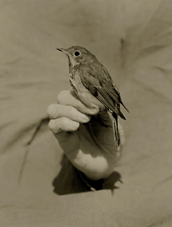 Hermit Thrush, ©Victor Schrager