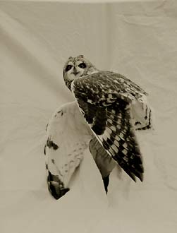Short-Eared Owl, ©Victor Schrager