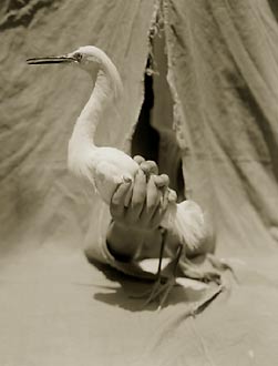 Snowy Egret, ©Victor Schrager