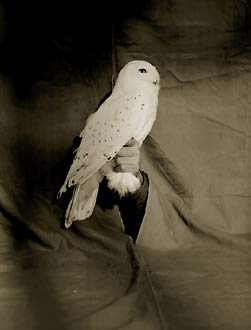 Snowy Owl, ©Victor Schrager