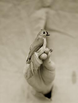 Tufted Titmouse, ©Victor Schrager