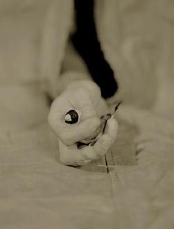 Zebra Finch, ©Victor Schrager